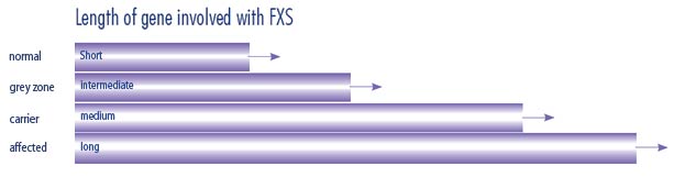 Fragile X- Length of Gene Involved